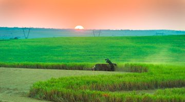produtos-agricolas-2025